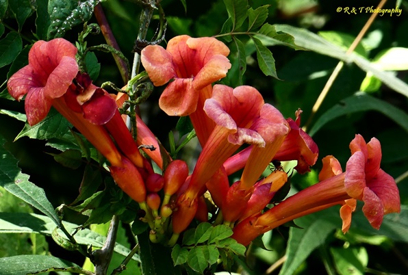 {Campsis radicans}